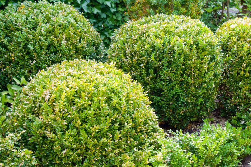 Boxwood Removal