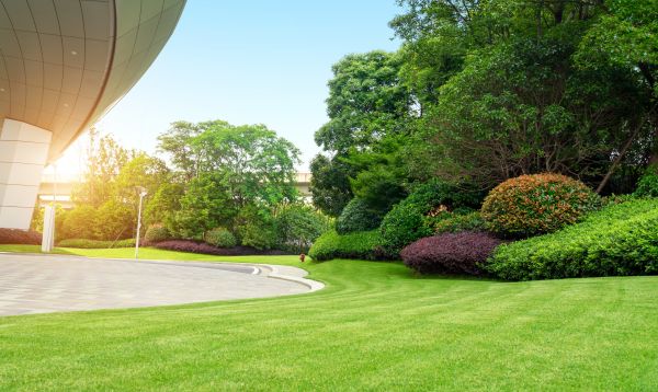 Commercial Shrub Trimming in Fort Collins