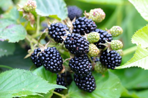 Blackberry Bush Removal in Fort Collins