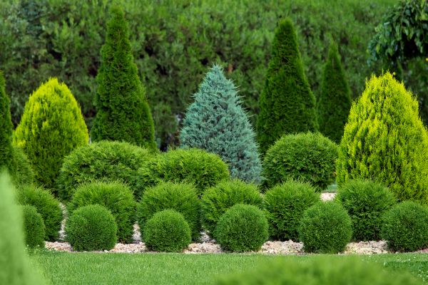 Bush Trimming Service in Fort Collins