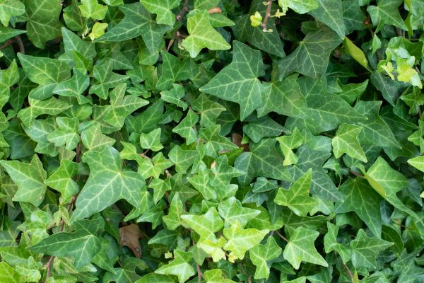 English Ivy Removal in Fort Collins