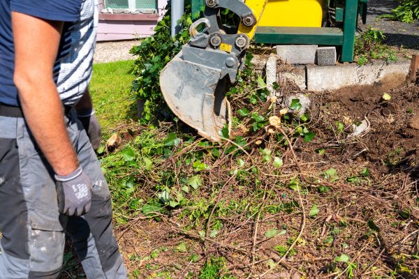 Hedge Removal Service in Fort Collins