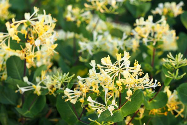 Honeysuckle Removal in Fort Collins