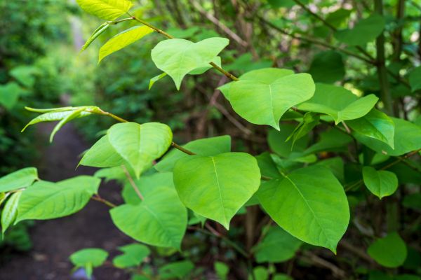 Invasive Plant Removal in Fort Collins