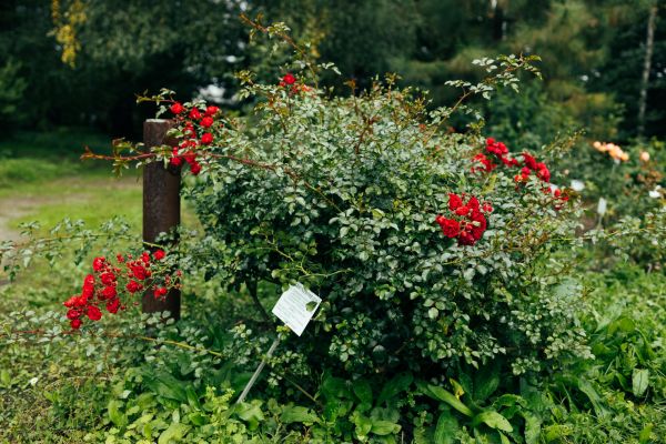 Rose Bush Removal in Fort Collins
