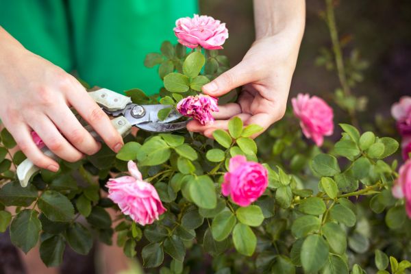 Rose Trimming in Fort Collins