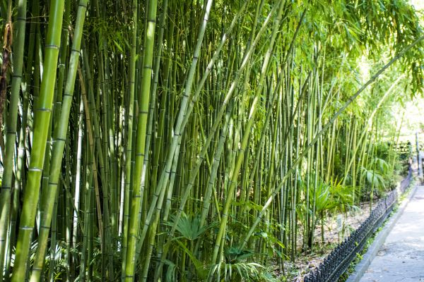 Bamboo Root Removal in Fort Collins