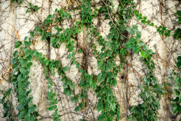 Vine Removal Service in Fort Collins