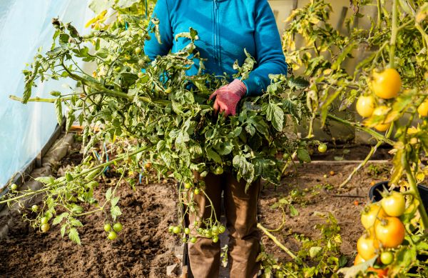 Garden Plant Removal in Fort Collins