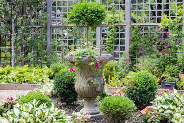 Topiary Pruning in Fort Collins