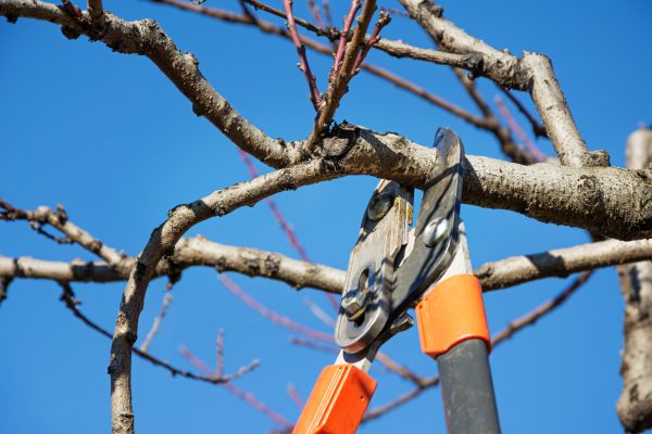 Selective Pruning in Fort Collins