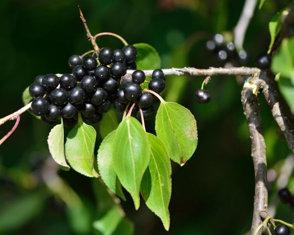 Buckthorn Removal in Fort Collins