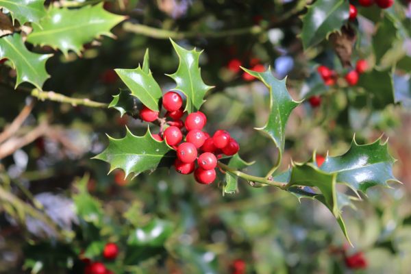 Holly Tree Trimming in Fort Collins