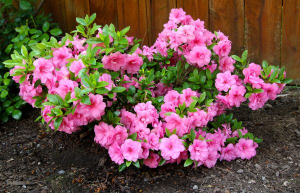 Azaleas Removal in Fort Collins