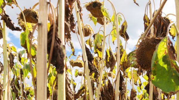 Dead Plant Removal in Fort Collins