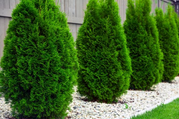 Arborvitae Pruning in Fort Collins