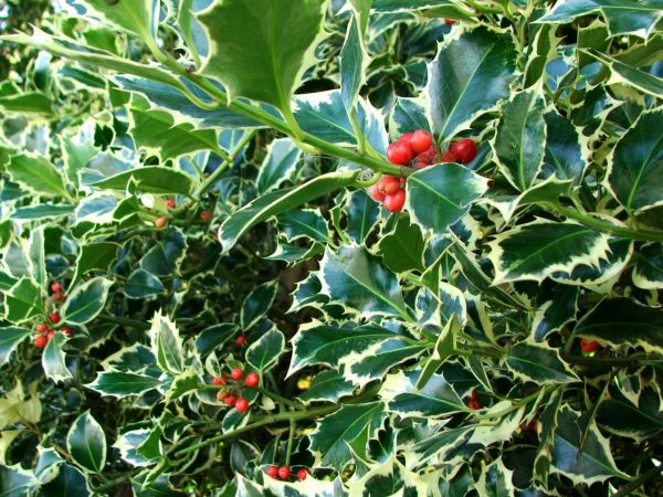 Holly Bushes Trimming in Fort Collins