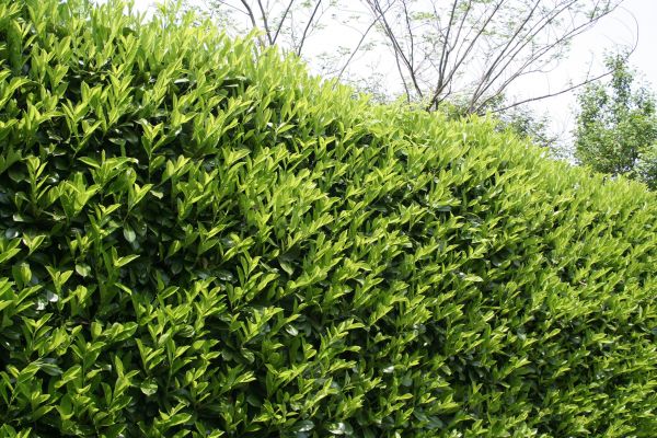Laurel Shrub Removal in Fort Collins