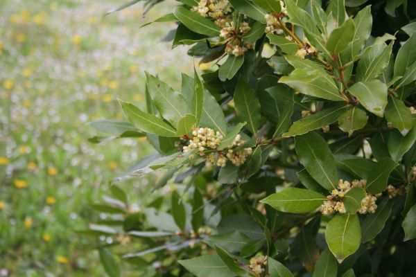 Laurel Trimming in Fort Collins