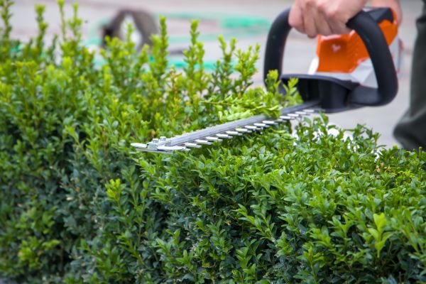 Evergreen Hedge Trimming in Fort Collins
