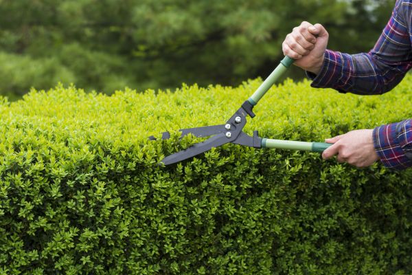 Evergreen Shrub Pruning in Fort Collins