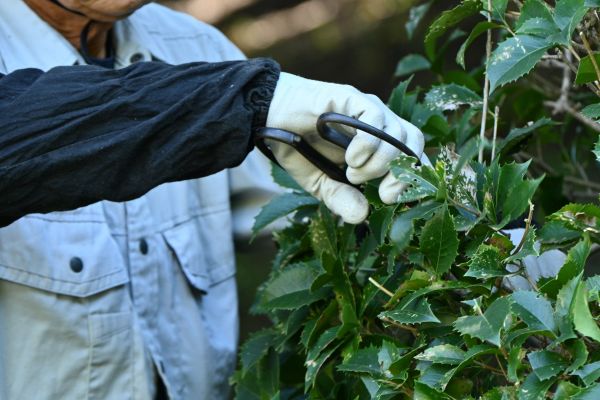 Holly Pruning in Fort Collins