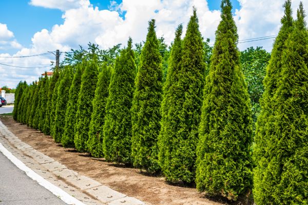 Arborvitae Shearing in Fort Collins