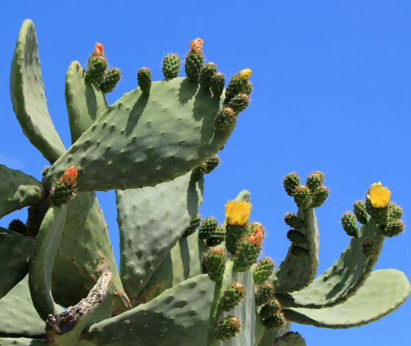 Cactus Removal in Fort Collins