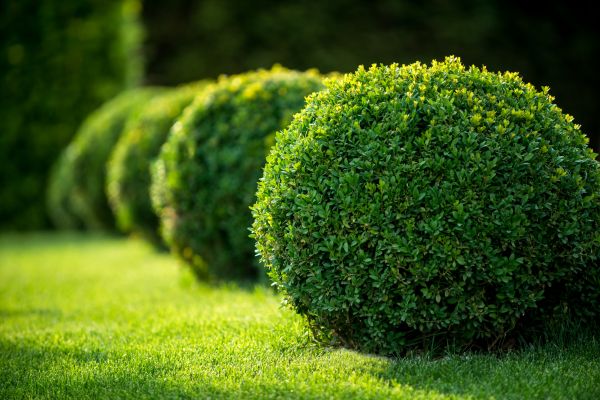Boxwood Shaping in Fort Collins