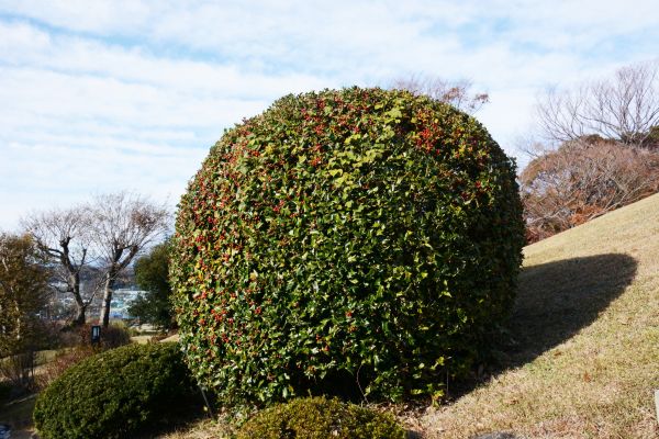 Holly Shrub Pruning in Fort Collins