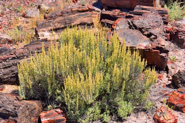 Sagebrush Removal in Fort Collins
