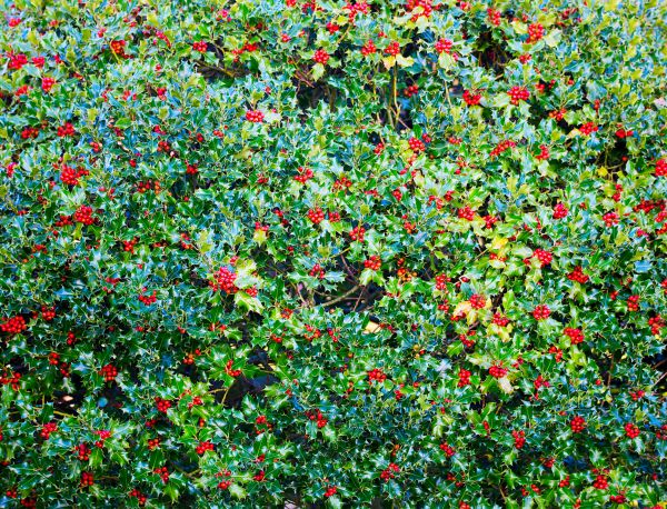Holly Bush Removal in Fort Collins