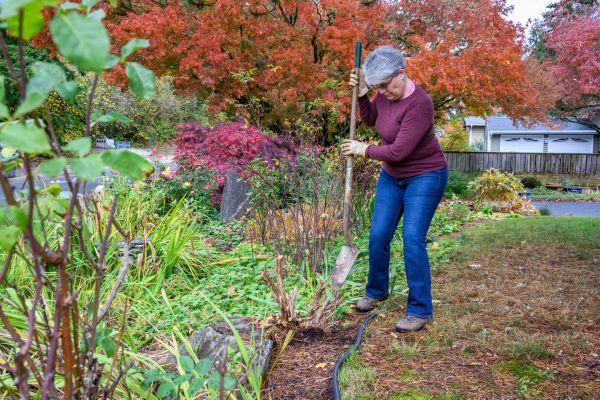 Dead Bush Removal in Fort Collins