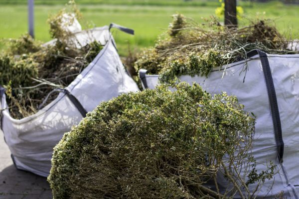 Dead Shrub Removal in Fort Collins