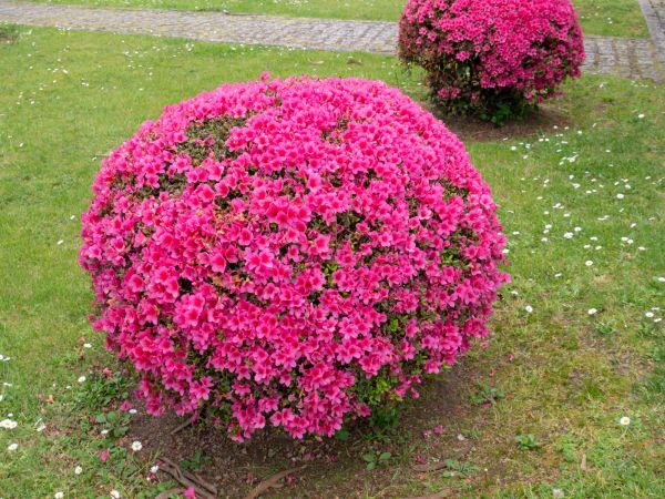 Rhododendron Pruning in Fort Collins