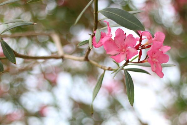 Oleander Removal in Fort Collins