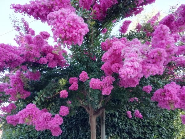 Crape Myrtle Pruning in Fort Collins