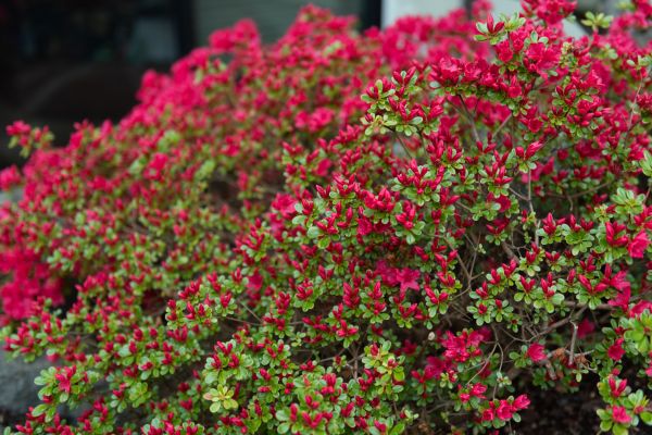 Weigela Removal Service in Fort Collins