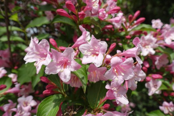 Weigela Pruning Service in Fort Collins