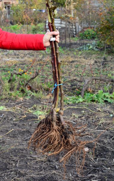 Shrub Root Removal in Fort Collins