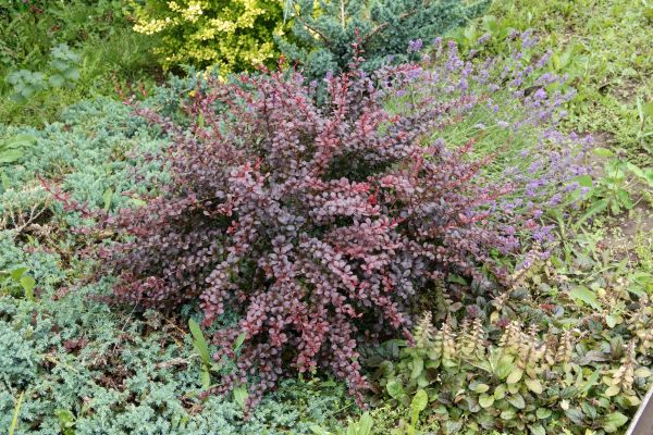 Japanese Barberry Removal in Fort Collins
