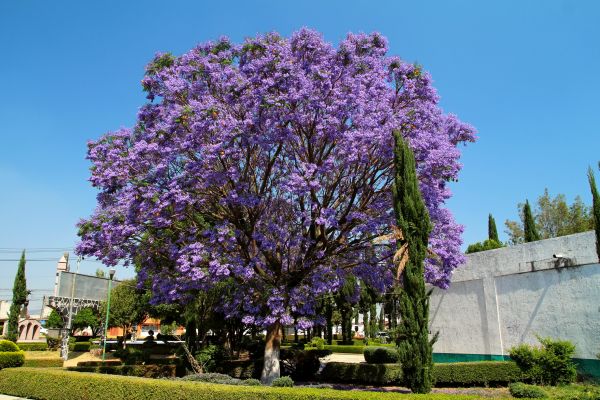 Jacaranda Pruning in Fort Collins