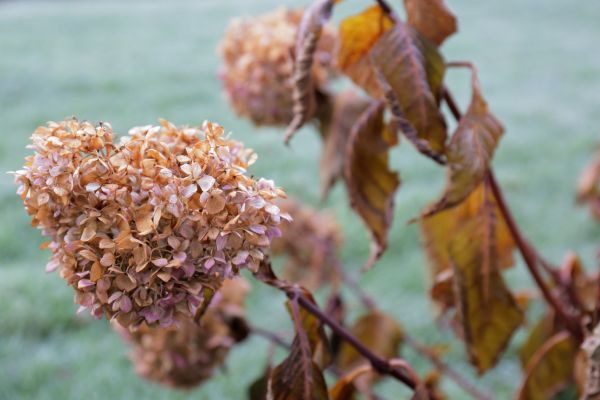 Hydrangea Removal in Fort Collins