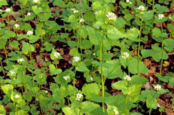Garlic Mustard Removal in Fort Collins
