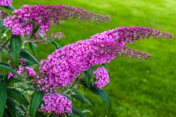 Butterfly Bush Removal in Fort Collins