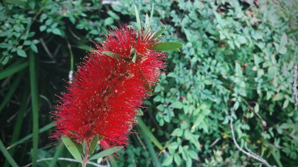 Bottlebrush Pruning in Fort Collins